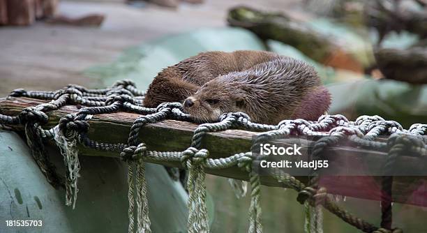 Foto de Lindo Lontras Os Membros Da Família Mustelidae e mais fotos de stock de Animal de estimação - Animal de estimação, Fauna Silvestre, Fofo - Descrição Geral