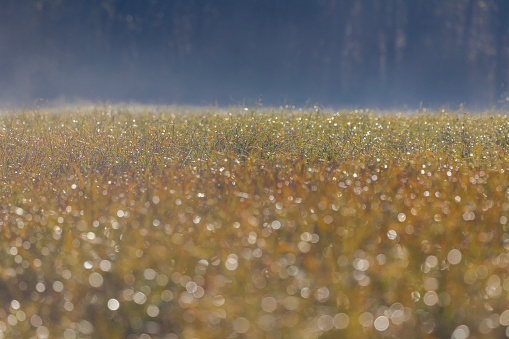 Closeup of grass with blurry dew.