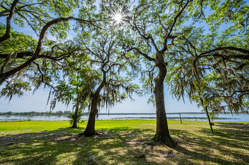 Under shade trees on Lake Kerr, Florida.
