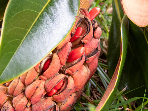 Magnolia grandiflora, southern magnolia or bull bay tree aggregate fruit with bright red seeds closeup.