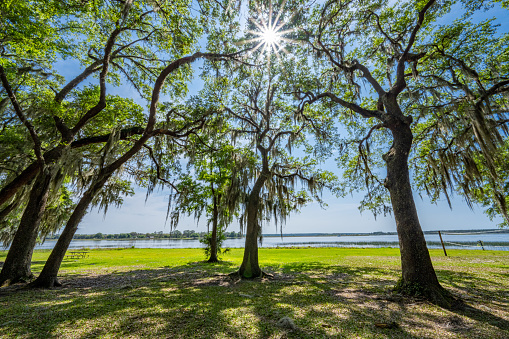 Under shade trees on Lake Kerr, Florida.