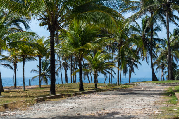 istock Several coconut trees against the sky and sea in the background. 1815364009