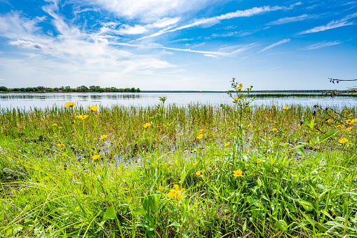 Lake Shore on Lake Kerr, Florida.