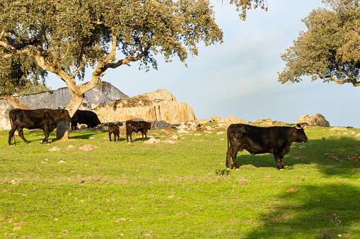 Rural Heritage: Picture of Iberian Black Avileña Calves and Cows in the Setting of an Old Farm.