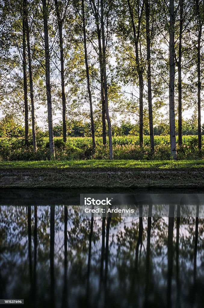 forest reflète dans l'eau - Photo de Abstrait libre de droits