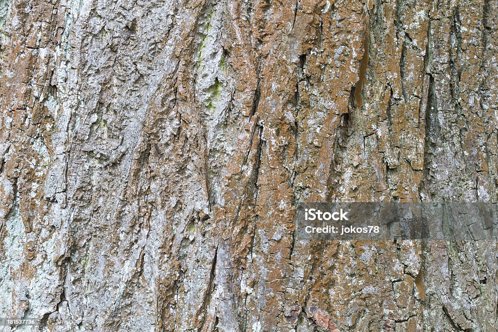 Bark de un viejo árbol como en primer plano - Foto de stock de Aire libre libre de derechos