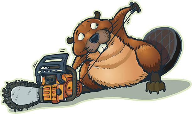 Cute Beaver Strarting Chainsaw Vector Cartoon A cute beaver starting a chainsaw. He looks a little guilty to be "cheating" in this way. This cartoon is vector clip art. bucktooth stock illustrations