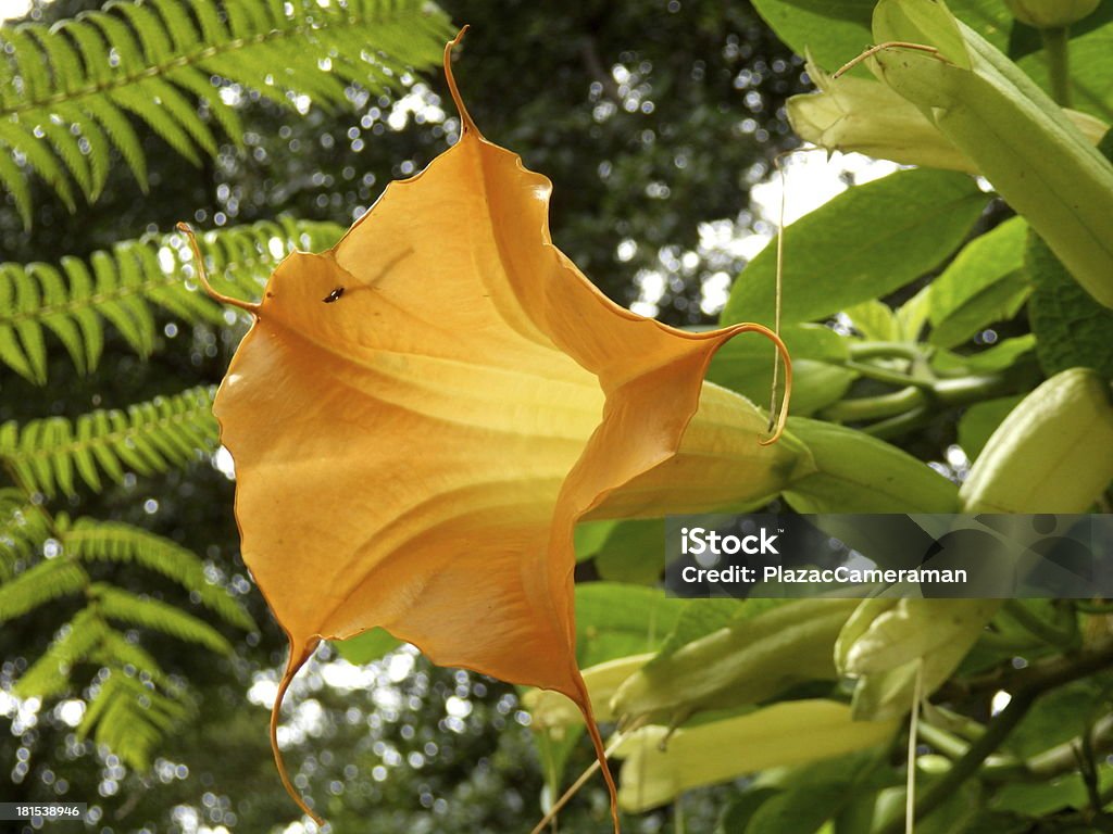 Angels Trumpet - Zbiór zdjęć royalty-free (Bez ludzi)