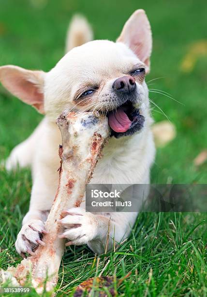 Chihuahua - Fotografias de stock e mais imagens de Cão - Cão, Osso para Cão, Comer