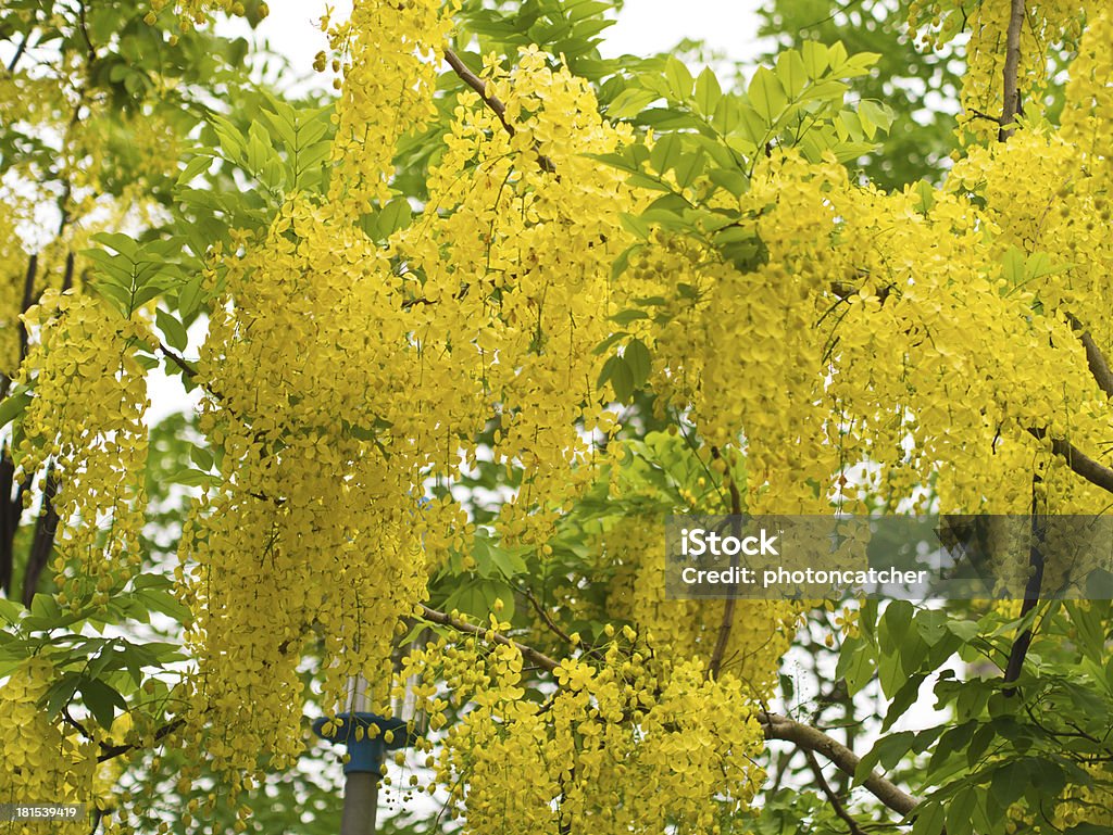 Golden prysznic Tree (Cassia żylna) - Zbiór zdjęć royalty-free (Bez ludzi)