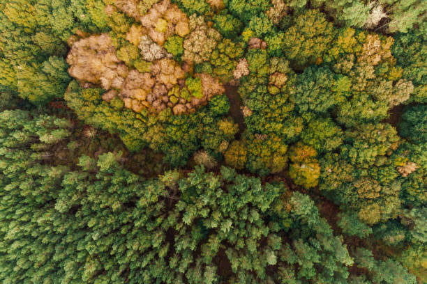 istock drone aerial view of a deciduous forest in autumn 1815395605