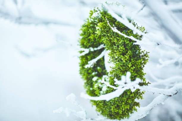 Evergreen wreath hanging on snow covered tree branches outdoors in winter