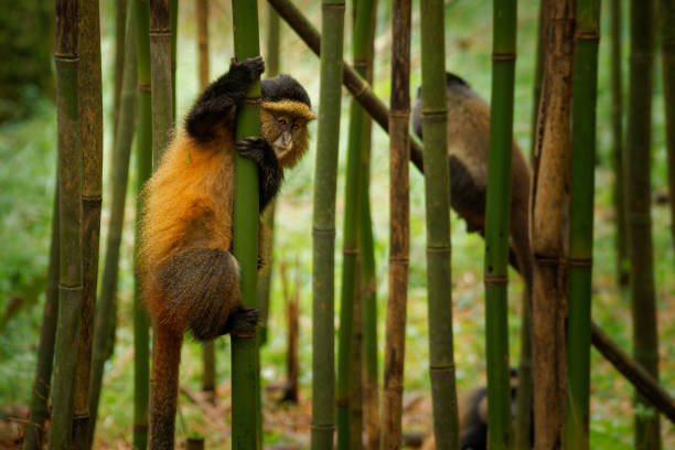 istock Golden Monkey - Cercopithecus kandti originally subspecies of Blue monkey (Cercopithecus mitis kandti), found in Mgahinga in Uganda, Volcanoes in Rwanda and Virunga in highland forest near bamboo 1815399690