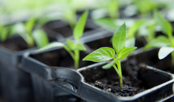 istock Chili pepper seedlings grown indoors for vegetable garden. 1815403824
