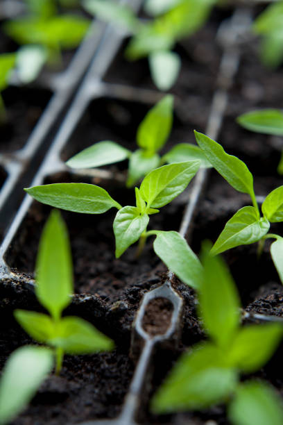 istock Chili pepper seedlings grown indoors for vegetable garden. 1815403828