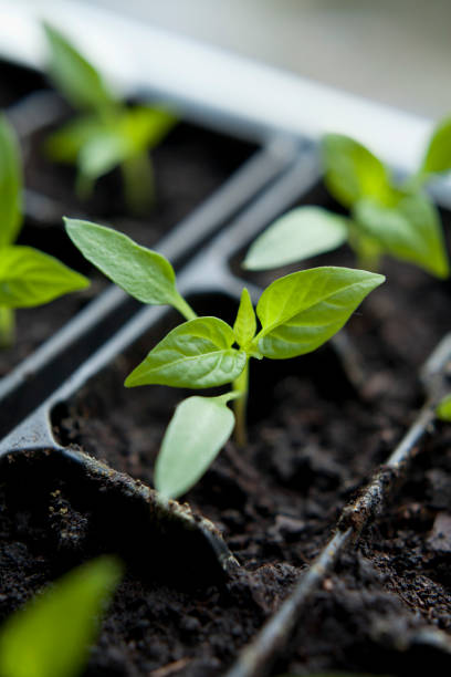 istock Chili pepper seedlings grown indoors for vegetable garden. 1815404352