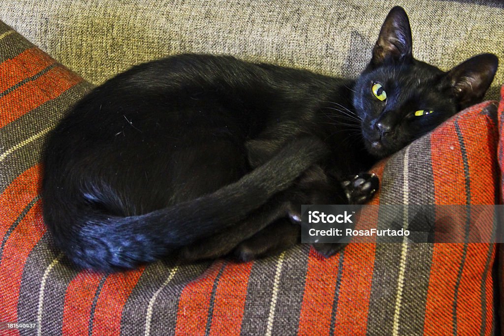 Black cat Black cat on the sofa Animal Stock Photo