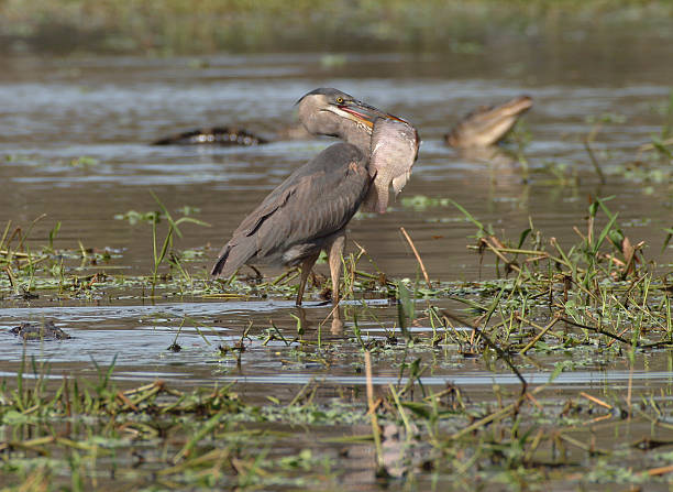 czapla & alligator - babcock state park zdjęcia i obrazy z banku zdjęć