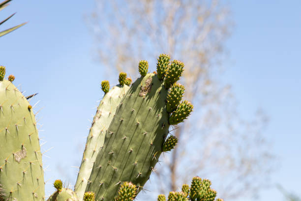 Group of green Opuntia Vulgaris cactus plants is on a beautiful blue sky background in summer A Group of green Opuntia Vulgaris cactus plants is on a beautiful blurred orange background in fields in summer opuntia vulgaris stock pictures, royalty-free photos & images