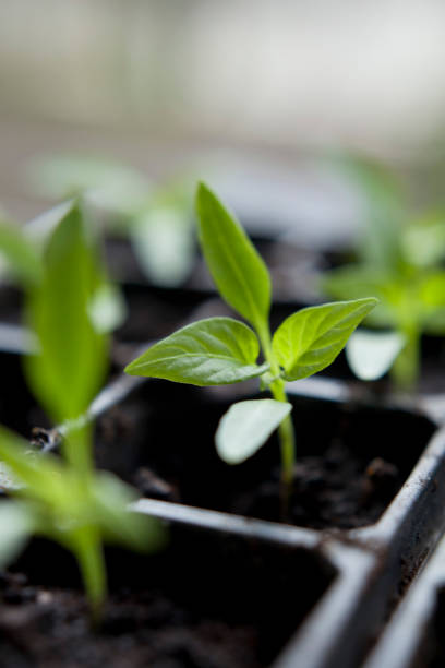 istock Chili pepper seedlings grown indoors for vegetable garden. 1815404871