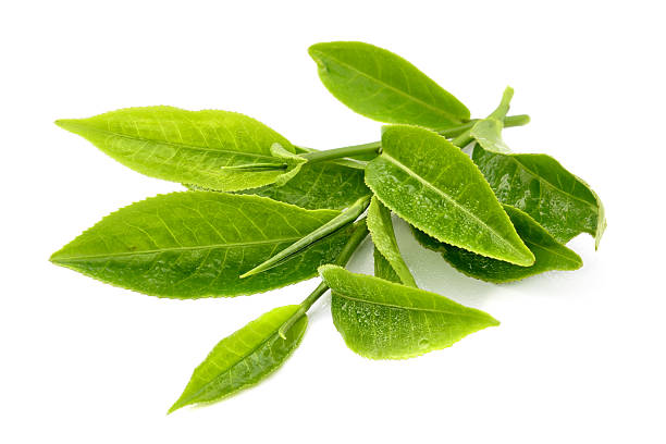 tea leaf Green tea leaf isolated on white background camellia sinensis photos stock pictures, royalty-free photos & images