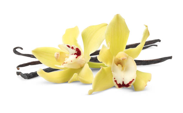 istock Vanilla pods and yellow flowers isolated on white 1815410732