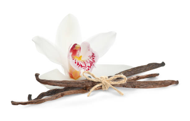 istock Vanilla pods and flower isolated on white 1815410740