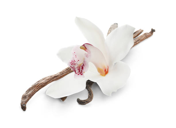 istock Vanilla pods and flower isolated on white 1815410743