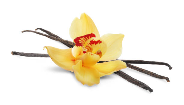 istock Vanilla pods and yellow flower isolated on white 1815410744