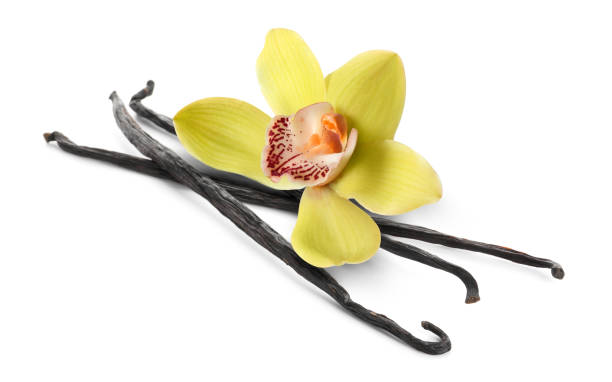 istock Vanilla pods and yellow flower isolated on white 1815410745