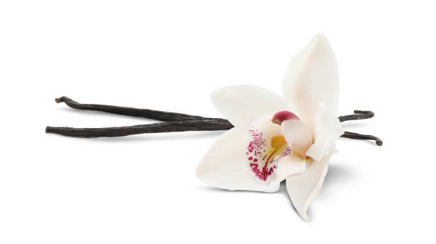istock Vanilla pods and beautiful flower isolated on white 1815410754