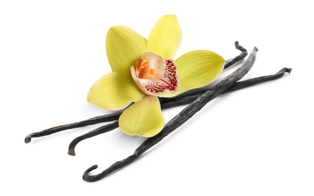 istock Vanilla pods and yellow flower isolated on white 1815410755