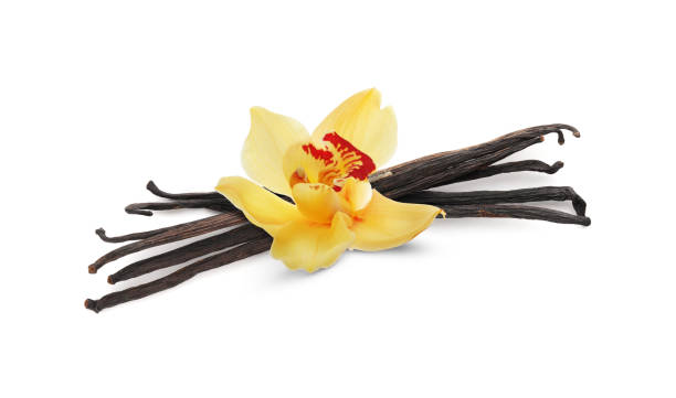 istock Vanilla pods and yellow flower isolated on white 1815411275