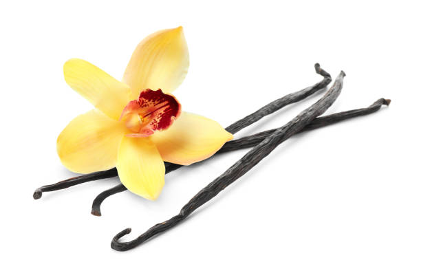 istock Vanilla pods and yellow flower isolated on white 1815411817