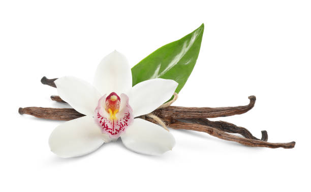 istock Vanilla pods, green leaf and flower isolated on white 1815411822