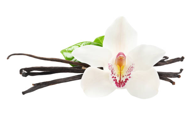 istock Vanilla pods and beautiful flower isolated on white 1815411833