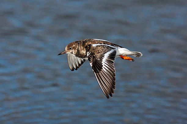 istock Turnstone, Arenaria interpres 181541314