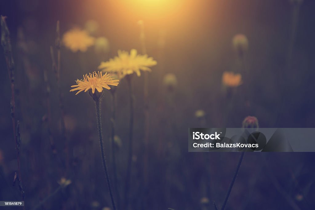 Vintage foto de diente de león en la puesta de sol - Foto de stock de Aire libre libre de derechos