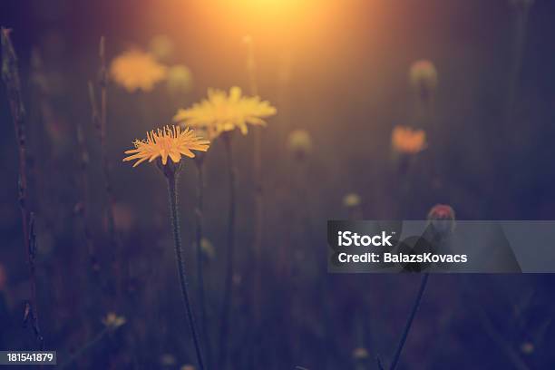 Vintage Foto De Diente De León En La Puesta De Sol Foto de stock y más banco de imágenes de Aire libre - Aire libre, Amarillo - Color, Anticuado