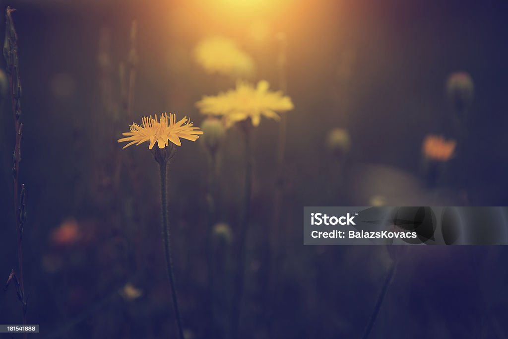 Vintage Foto Löwenzahn bei Sonnenuntergang - Lizenzfrei Altertümlich Stock-Foto