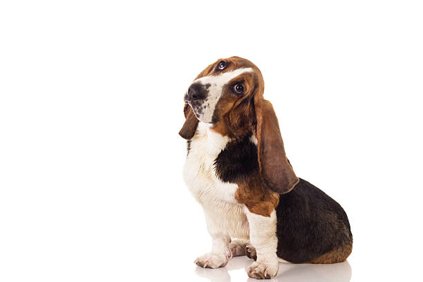 istock Basset hound puppy 181543883