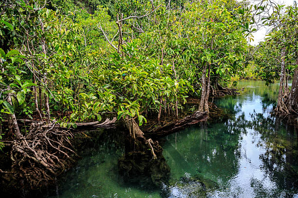 Mangrove forest stock photo