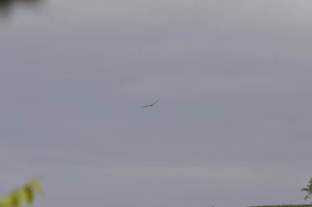 曇り空を飛ぶ鷹(ハルピア) - arpia ストックフォトと画像