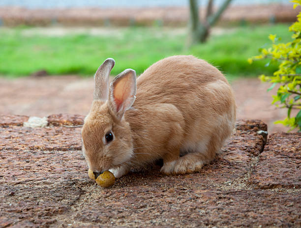 istock brown rabbit in the garden 181544146