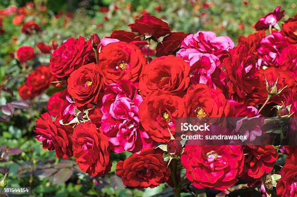 Garden Red Roses Stock Photo - Download Image Now - Beauty In Nature, Blossom, Botany