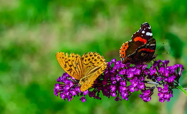 Photo of Butterflies ignore each other