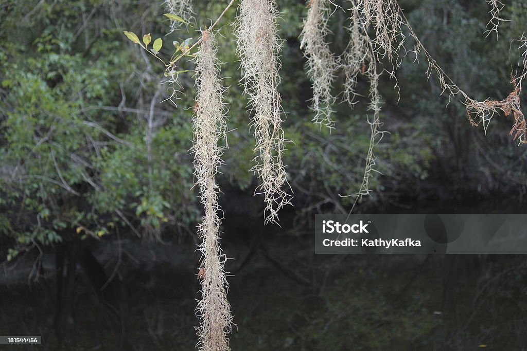 Árvore com Musgo no Parque estatal de Lithia Springs, Florida - Royalty-free Acampar Foto de stock