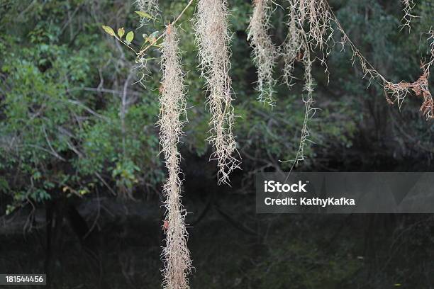 Árvore Com Musgo No Parque Estatal De Lithia Springs Florida - Fotografias de stock e mais imagens de Acampar