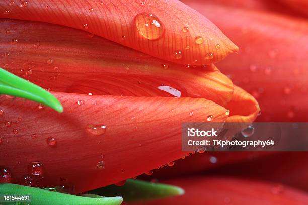 Flor De Tulipa Macro - Fotografias de stock e mais imagens de Cabeça de Flor - Cabeça de Flor, Cor verde, Enfeitado