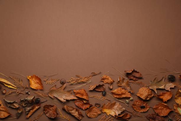 istock Flat lay composition with dry autumn leaves on brown background, space for text 1815447301